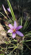 Image of Black-stick lily