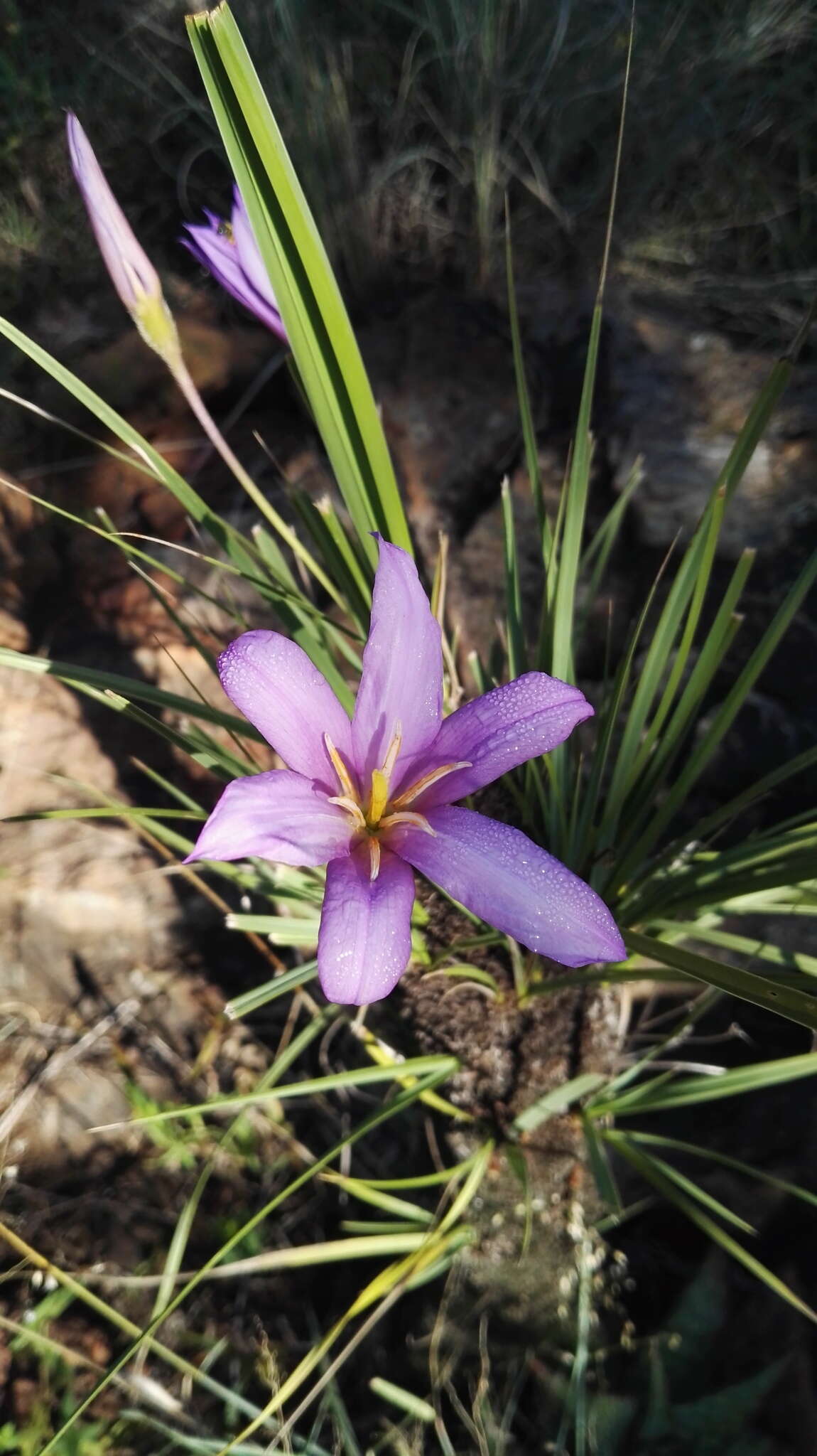 Image of Black-stick lily