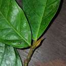 Image of Ficus rosulata C. C. Berg