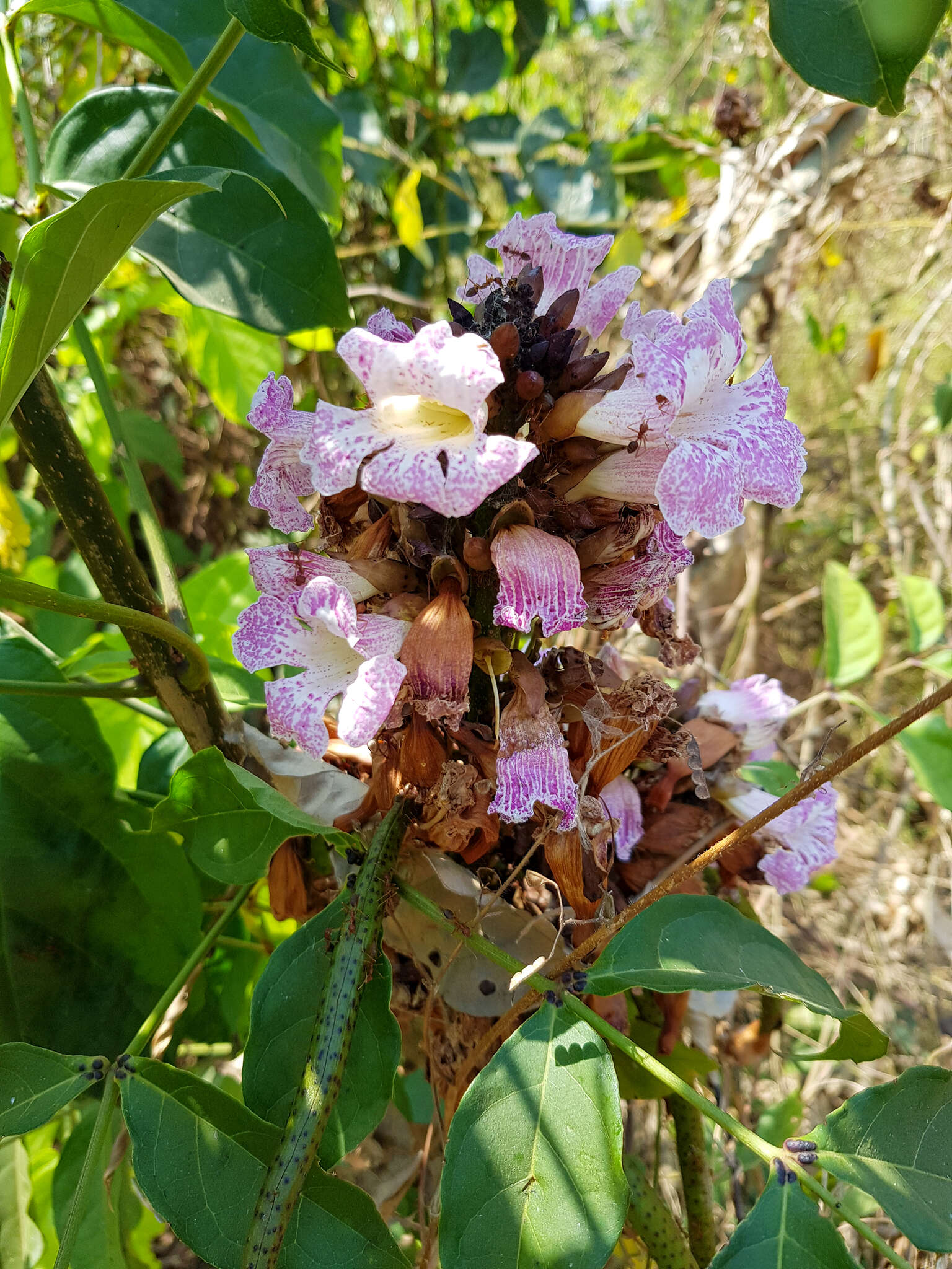 Слика од Newbouldia laevis (P. Beauv.) Seem.