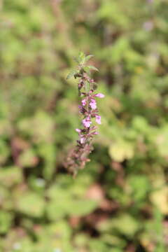 Image of Stachys gilliesii Benth.