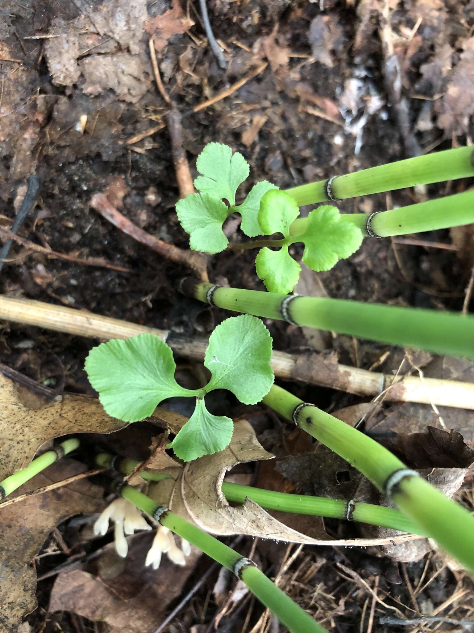 Image of bluntlobe grapefern