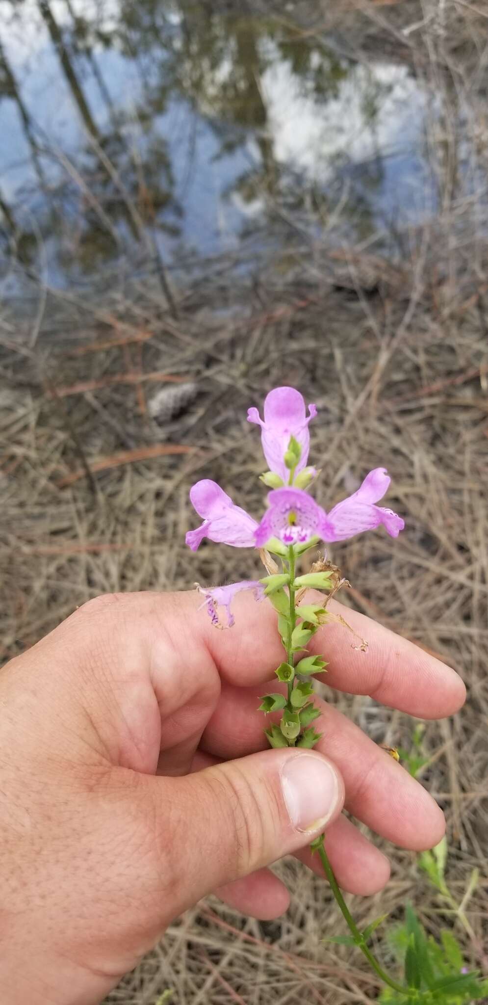 Image of Long-Sepal False Dragonhead