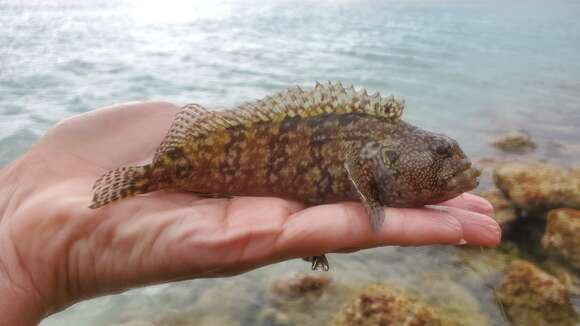 Image of Hairy Blenny