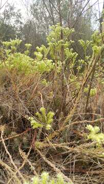 Image of Petrosedum sediforme (Jacq.) V. Grulich