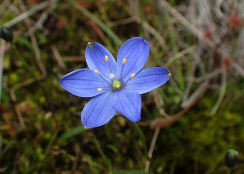 Image of Chamaescilla corymbosa var. corymbosa