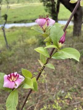 Image de Strophanthus welwitschii (Baill.) K. Schum.