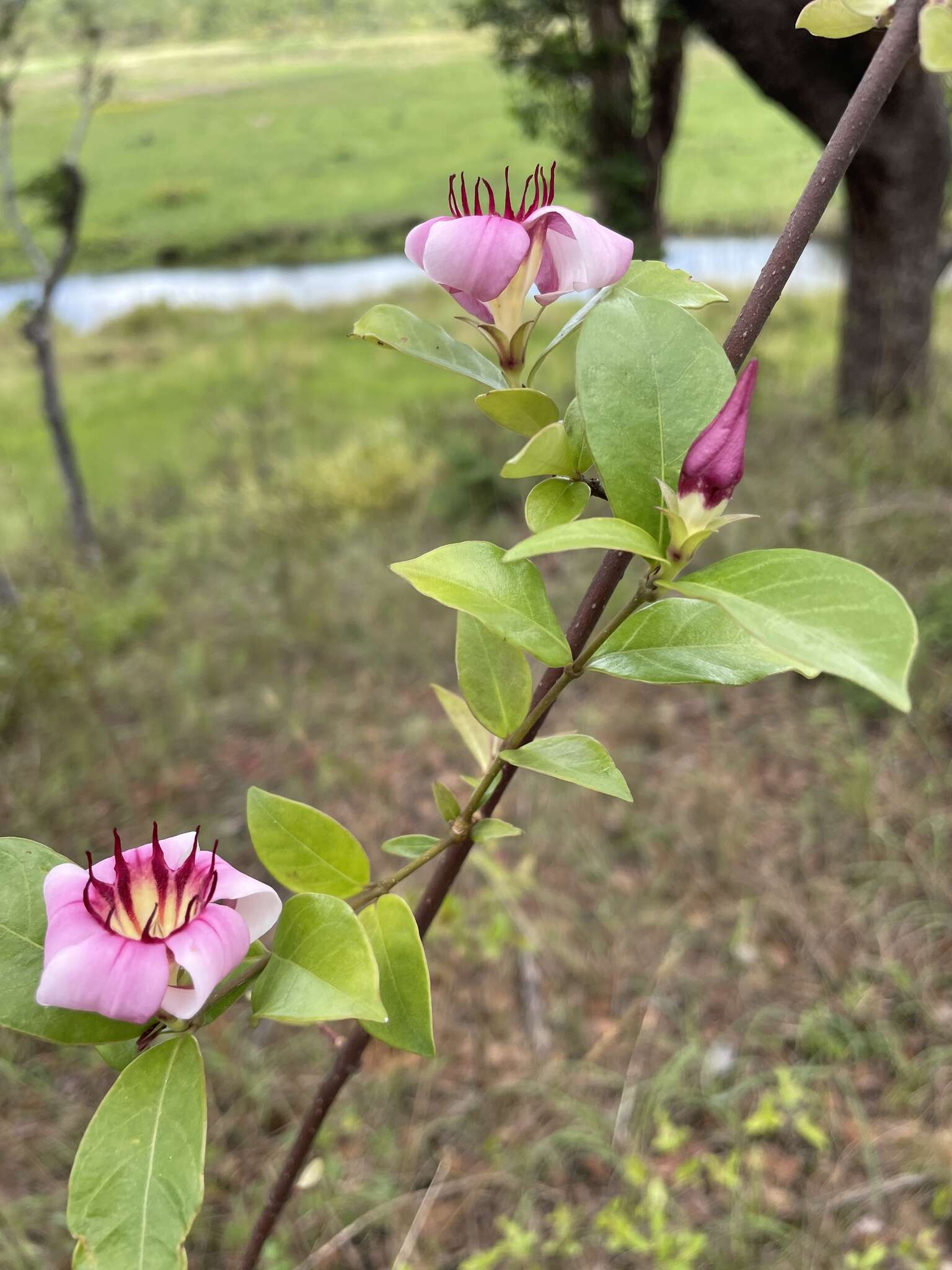 Image of Strophanthus welwitschii (Baill.) K. Schum.