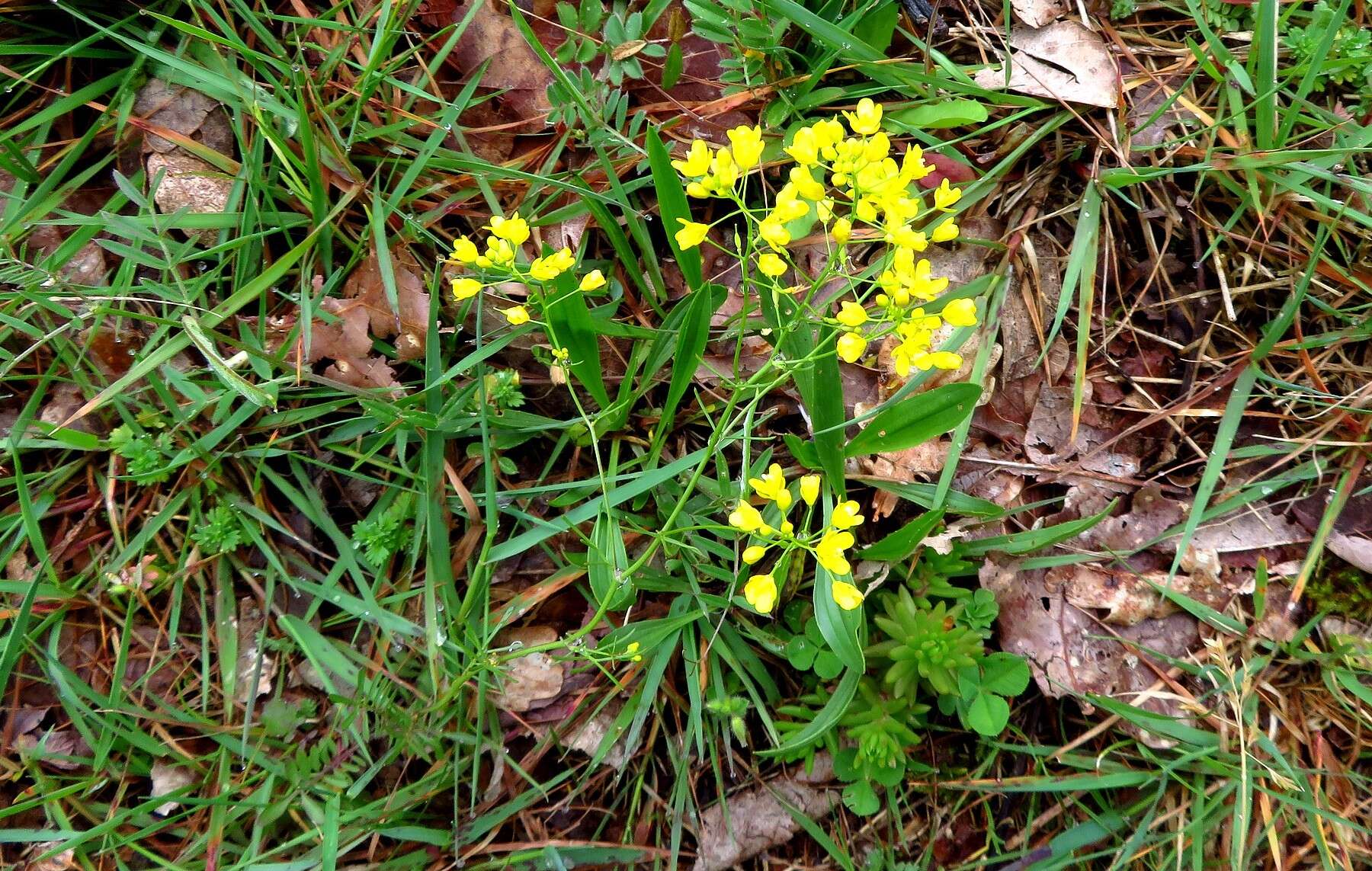 Plancia ëd Rorippa pyrenaica (L.) Rchb.