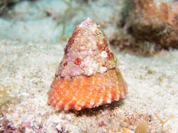 Image of West Indian starsnail