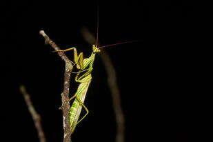 Image of Cardioptera squalodon Werner 1932