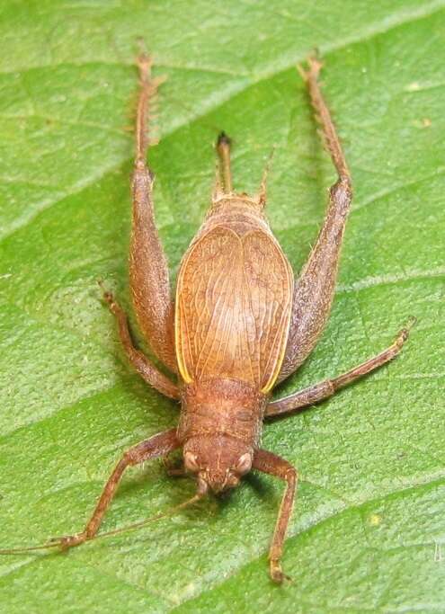 Image of Restless Bush Cricket