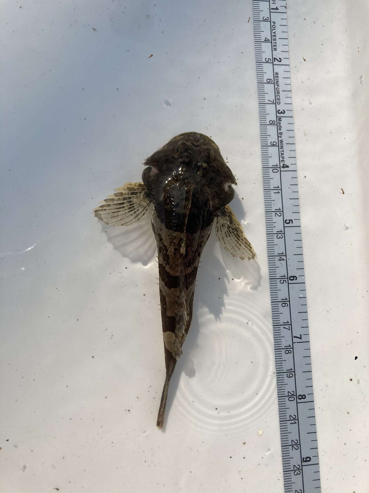 Image of Bonehead sculpin