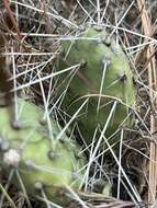 Image of grizzleybear pricklypear