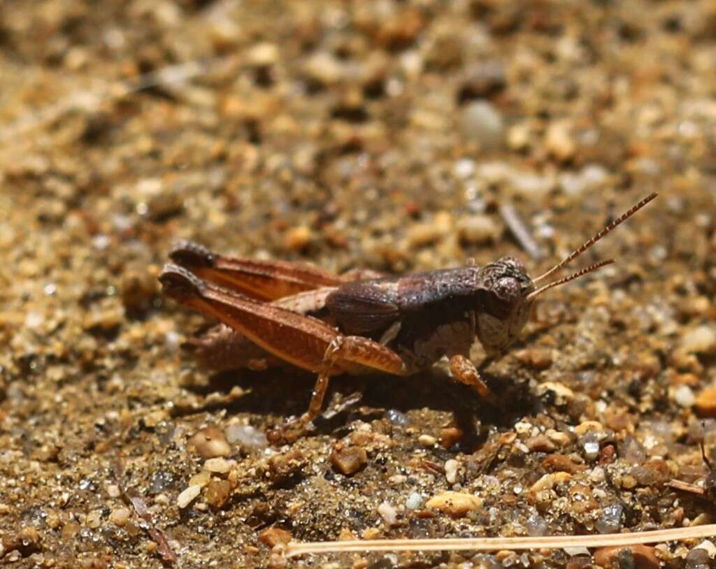 Image of Melanoplus mancus (Smith & L. M. 1868)