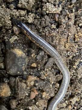 Plancia ëd Rhinophis erangaviraji Wickramasinghe, Vidanapathirana, Wickramasinghe & Ranwella 2009