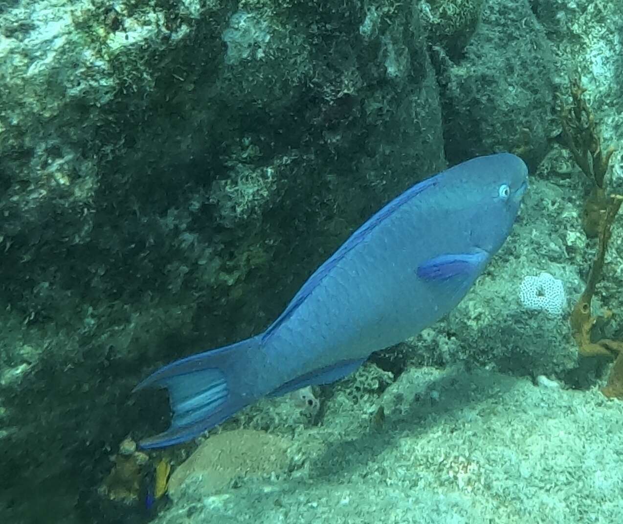 Image of Blue Kwab