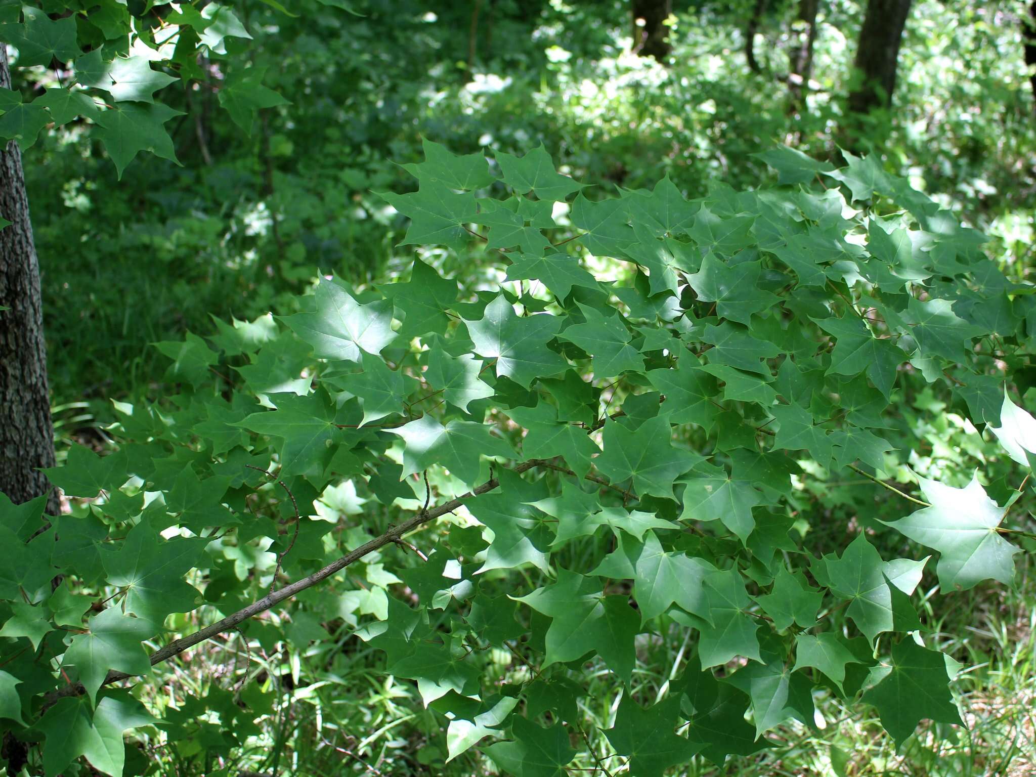 Plancia ëd Acer cappadocicum subsp. cappadocicum