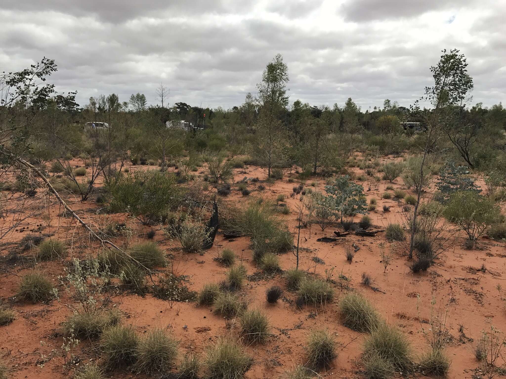 Image de Codonocarpus cotinifolius (Desf.) F. Müll.