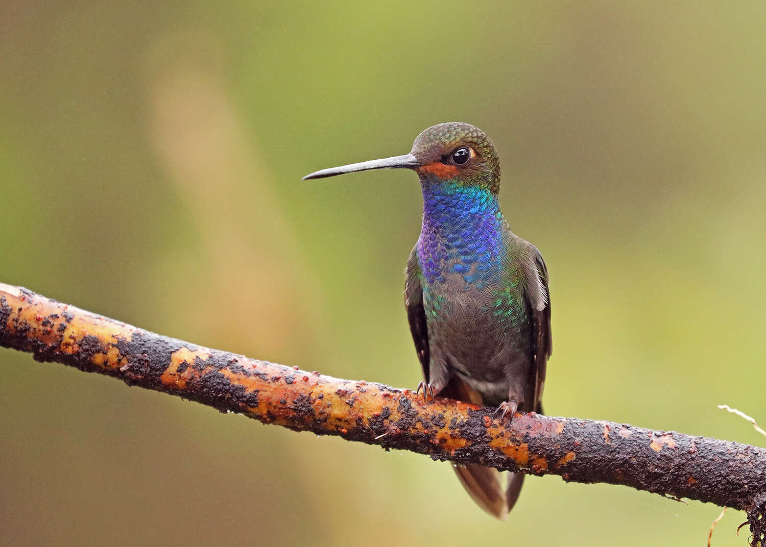 Image of Rufous-gaped Hillstar