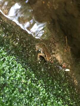 Image of Crossodactylus dantei Carcerelli & Caramaschi 1993