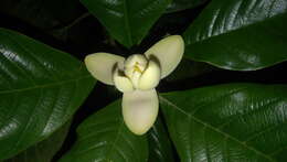 Magnolia gilbertoi (Lozano) Govaerts的圖片