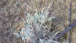 Image of desert globemallow