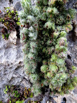 Plancia ëd Erica occulta E. G. H. Oliver