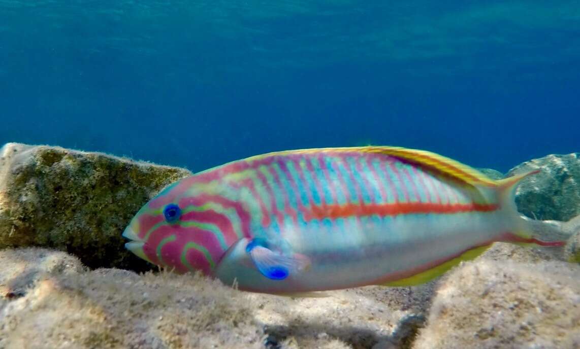 Image of Klunzinger's wrasse