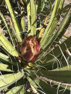 Image de Yucca baccata var. baccata