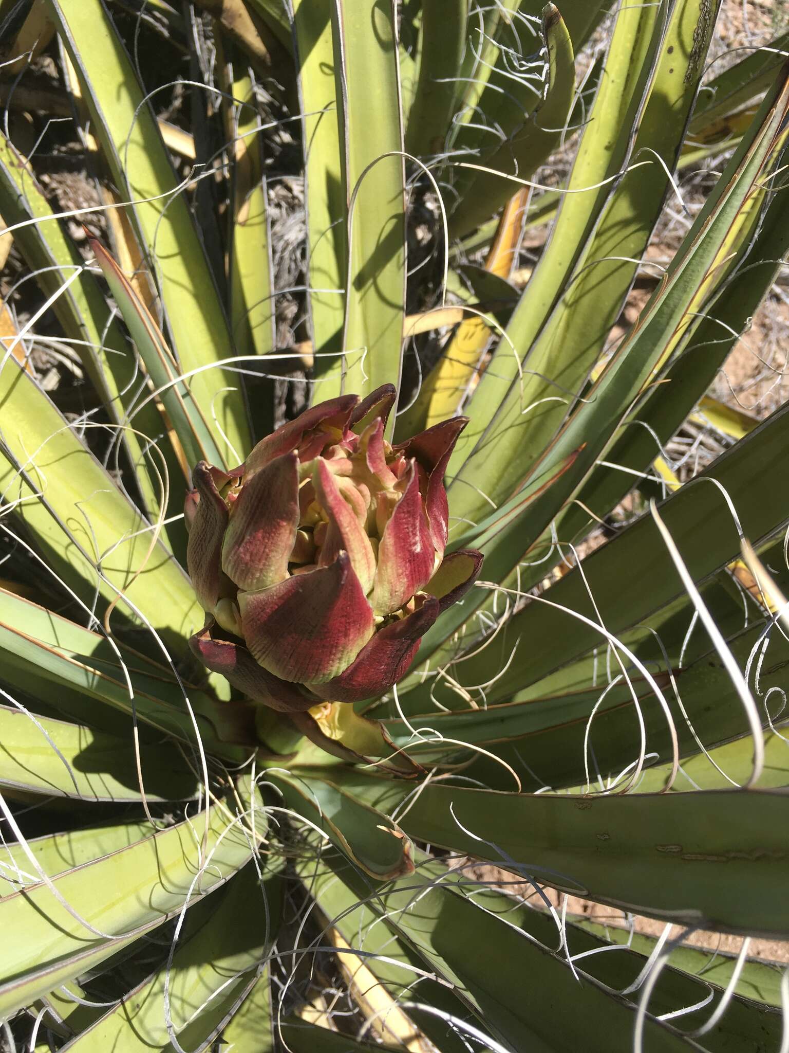 Yucca baccata var. baccata resmi