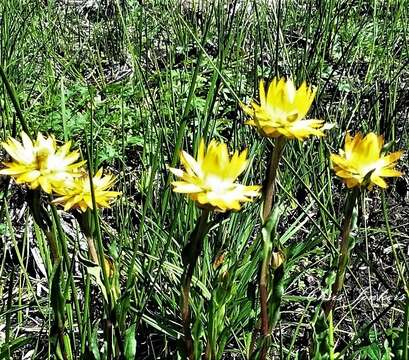 Image of <i>Xerochrysum palustre</i>