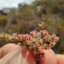 Plancia ëd Erica altiphila E. G. H. Oliver