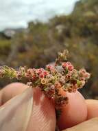 Plancia ëd Erica altiphila E. G. H. Oliver