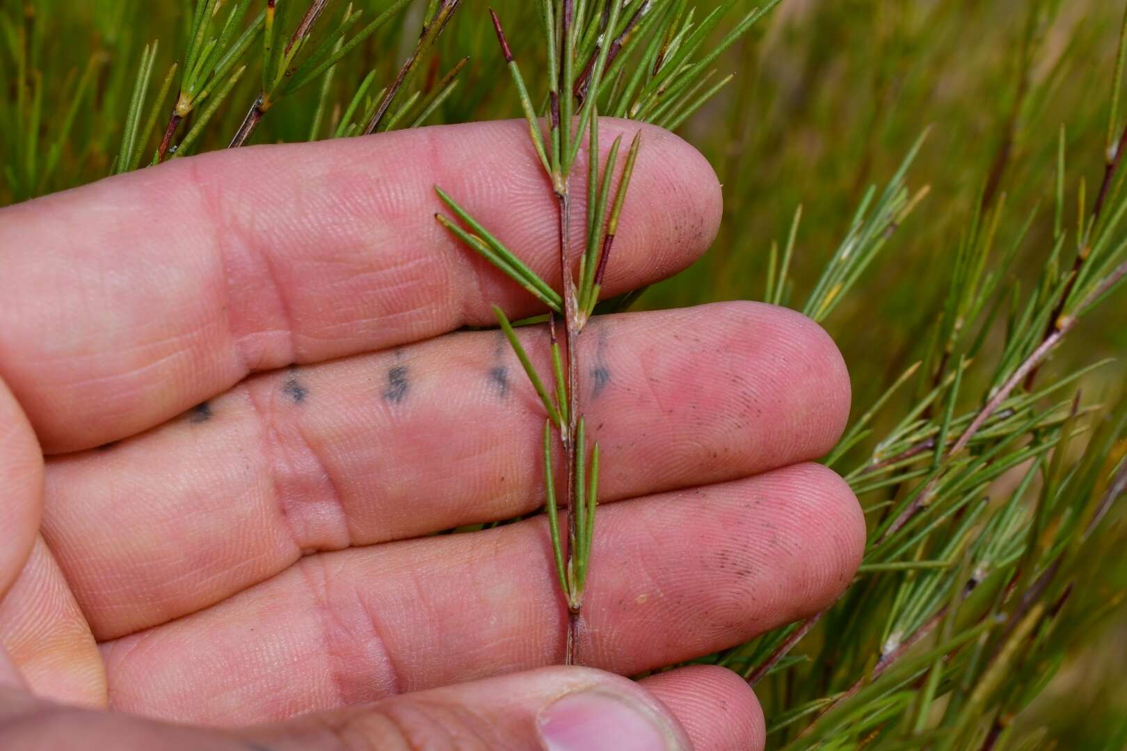 Image of rooibos