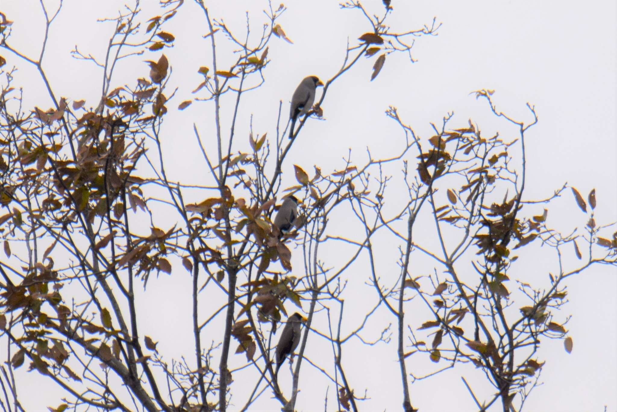 Image of Japanese Grosbeak