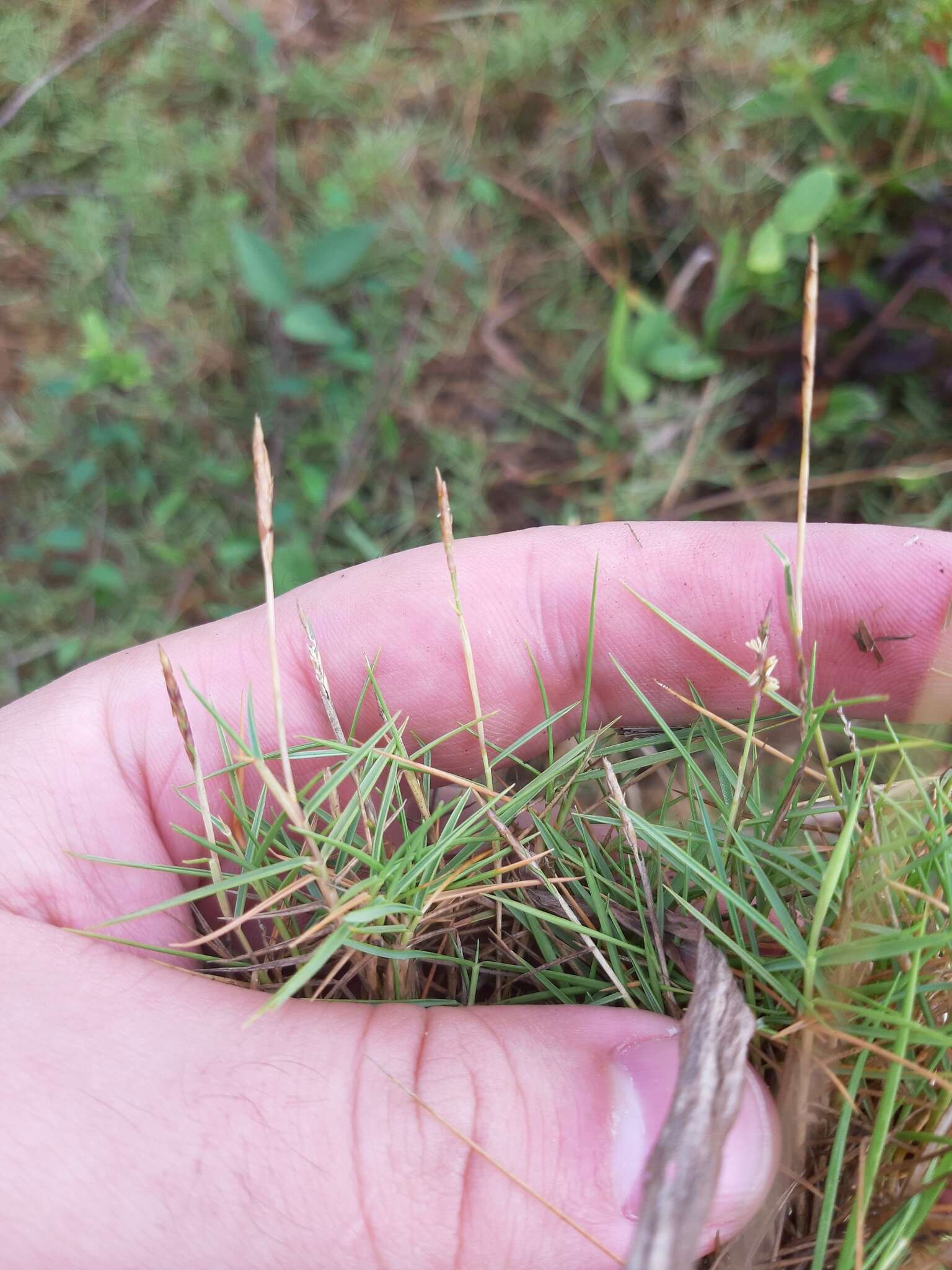 Plancia ëd Zoysia matrella (L.) Merr.