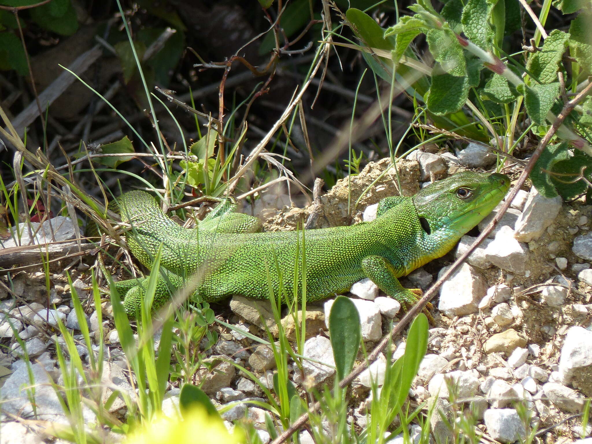 Imagem de Lacerta trilineata Bedriaga 1886