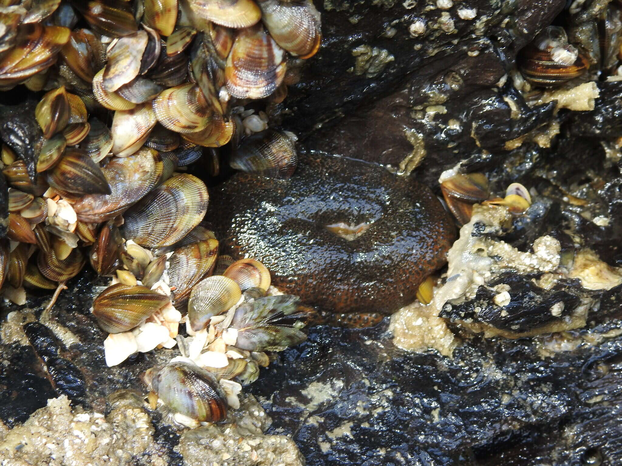 Image of Bunodosoma cavernatum (Bosc 1802)