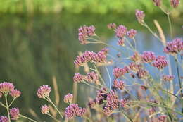 Image of Brazilian Vervain