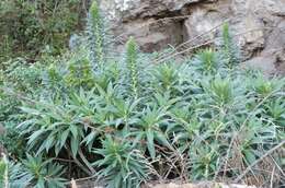 Imagem de Echium candicans L. fil.