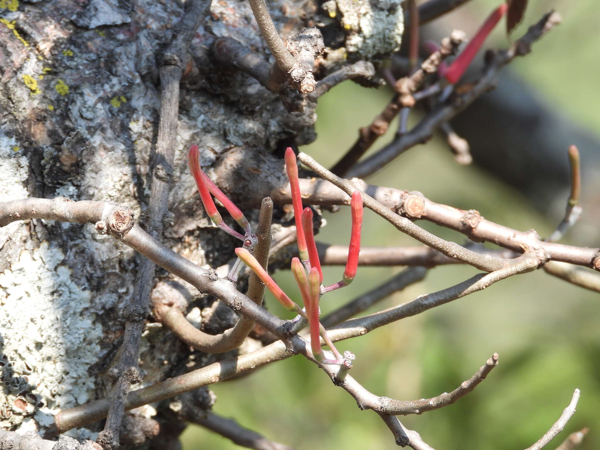 Image of Psittacanthus palmeri (Watson) Barlow & Wiens