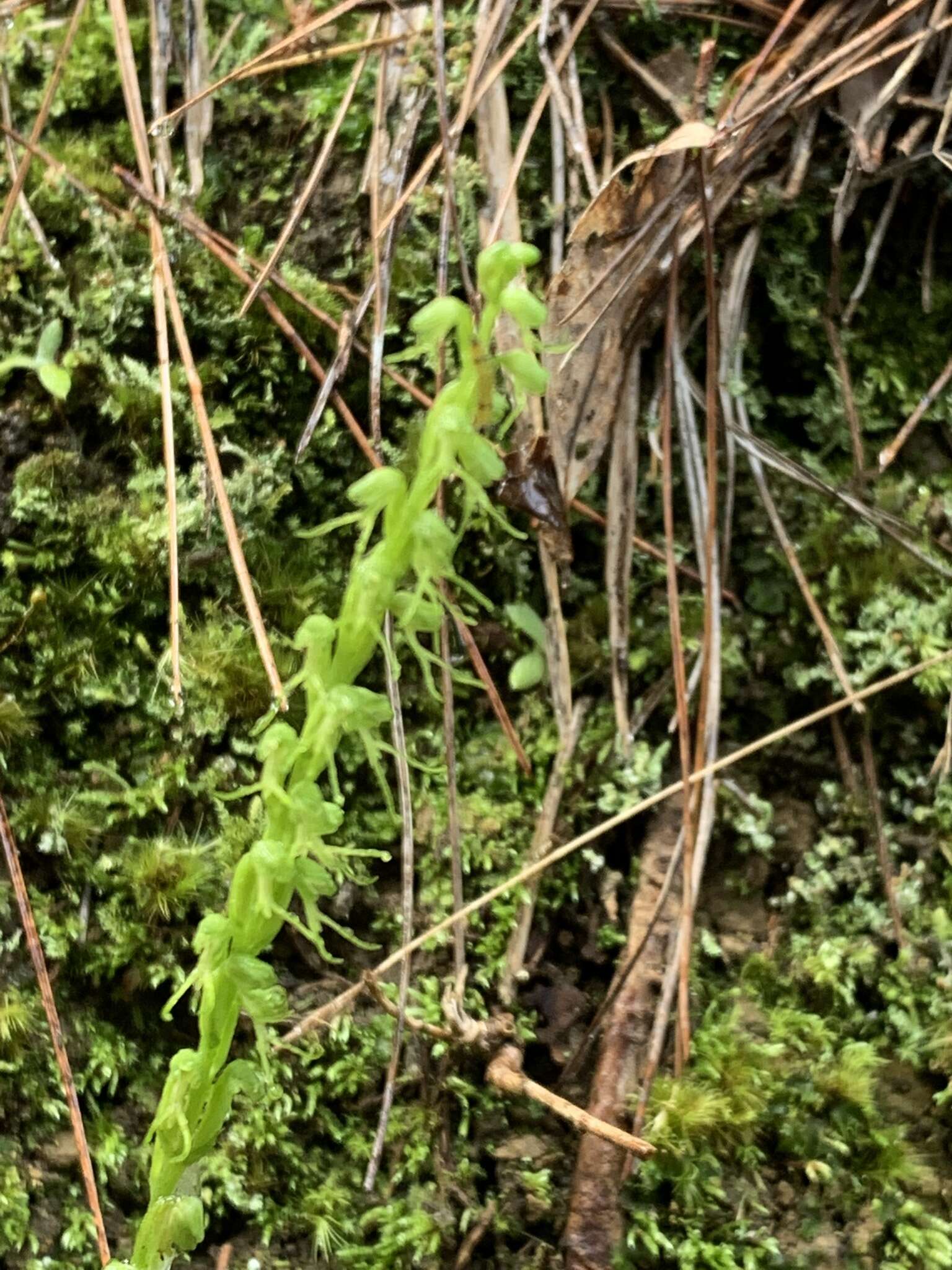 Herminium lanceum (Thunb. ex Sw.) Vuijk resmi