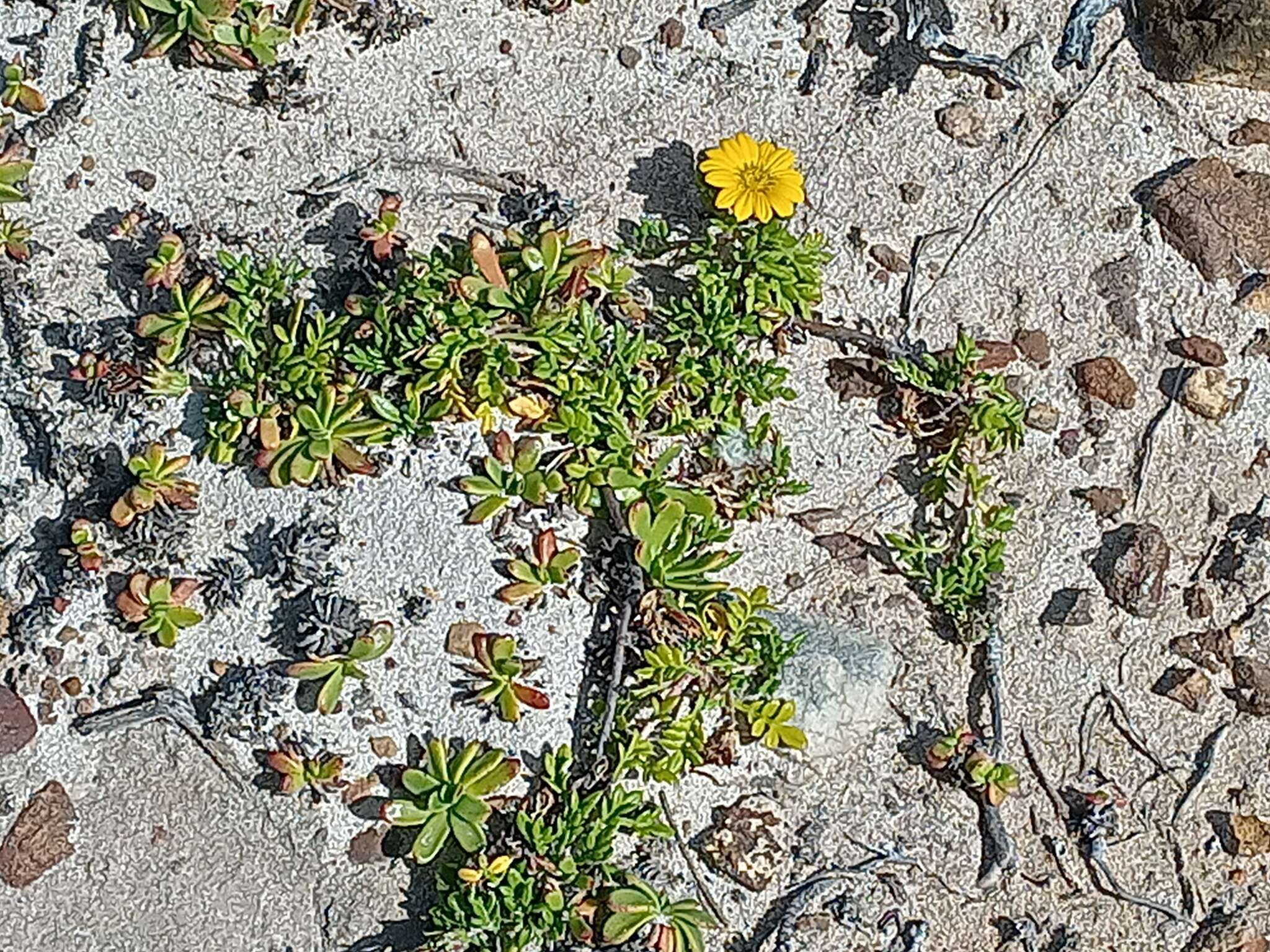 Image of Gazania maritima Levyns