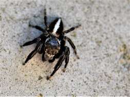 Image of Evarcha denticulata Wesolowska & Haddad 2013