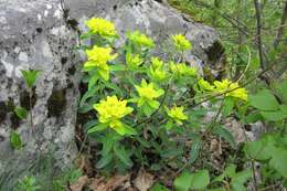 Euphorbia epithymoides L. resmi