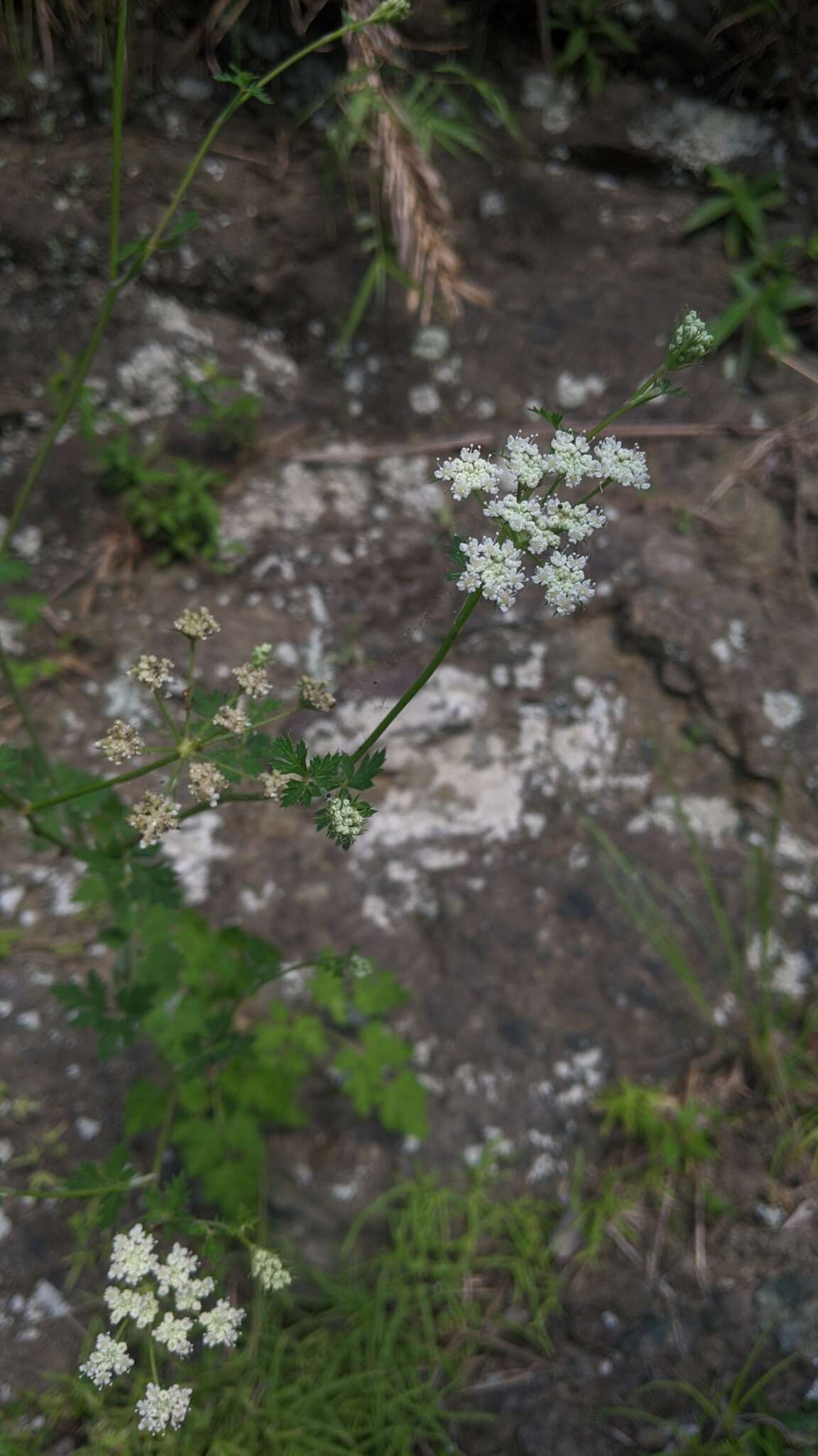 Imagem de Kitagawia formosana (Hayata) Pimenov