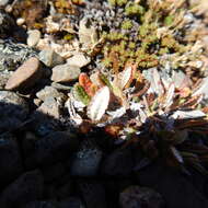 Image of Eight-Petal Mountain-Avens