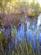 Image of Large Beak Sedge