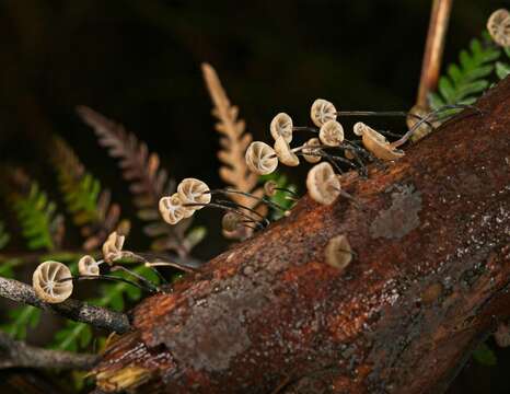 Image of Marasmius alveolaris Cleland 1927